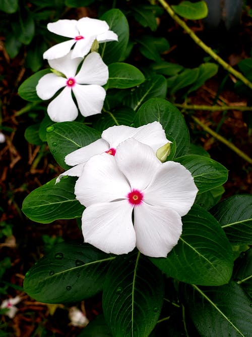 Foto profissional grátis de flores bonitas, natureza bela