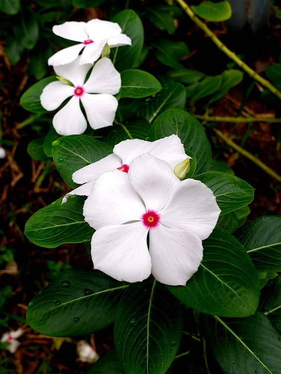 Foto profissional grátis de flores bonitas, flores lindas, natureza bela