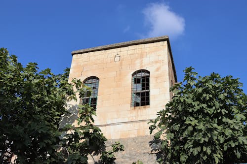 Trees and Building Wall behind