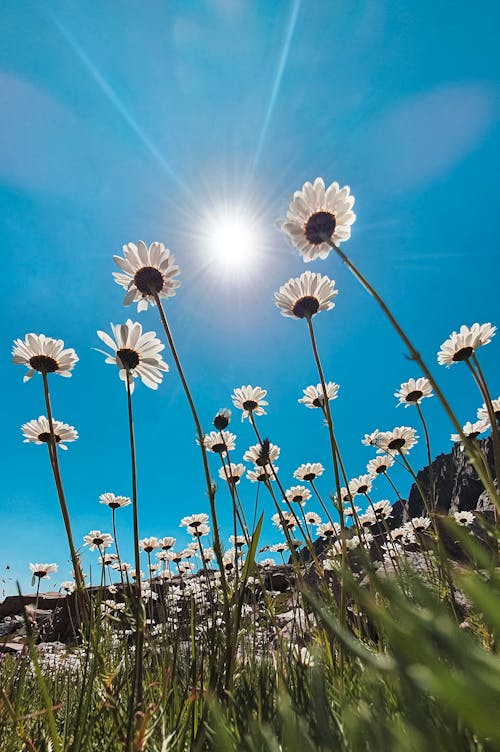 White Daisy flowers under the blue sky | @lostintespace