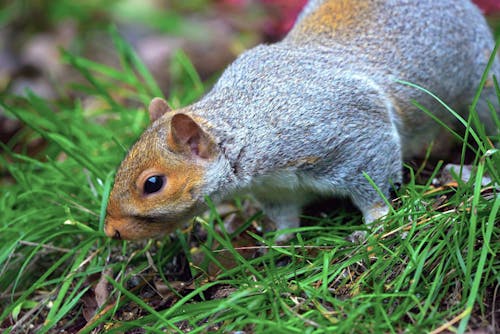 Kostenloses Stock Foto zu eichhörnchen, gras, nagetier