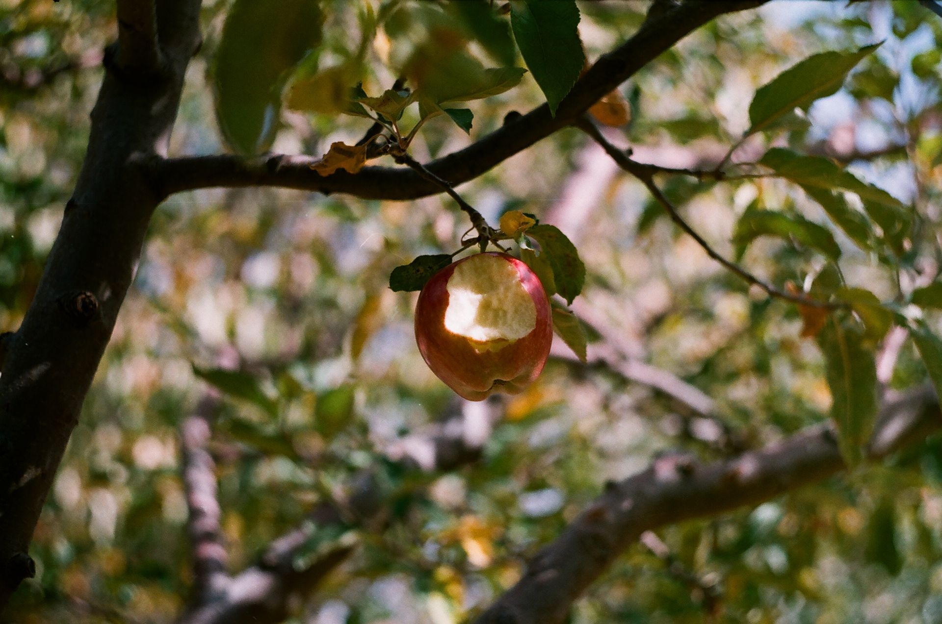 A bitten apple hanging from a tree branch in a sunlit orchard in Ankara, Türkiye.
