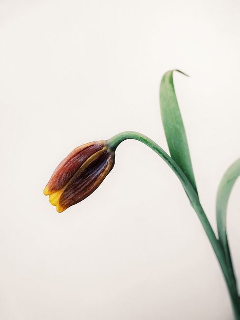 Beautiful close-up of a dark red and yellow tulip with green leaves.