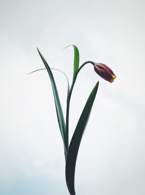 Free Minimalist close-up of a single tulip with dark petals set against a bright sky background. Stock Photo