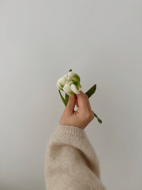 Gratis stockfoto met bloem, delicaat, detailopname