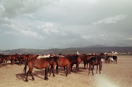 Foto profissional grátis de castanho, cavalos, fotografia animal