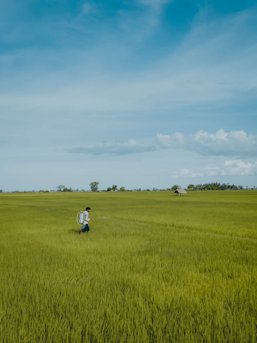 Gratis stockfoto met boer, groen, kerel