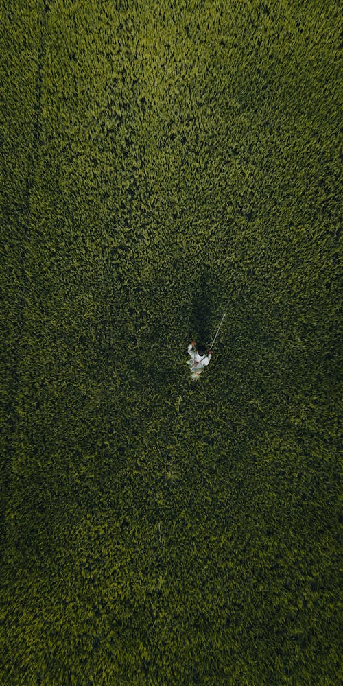 Birds Eye View of a Person Walking on a Green Field