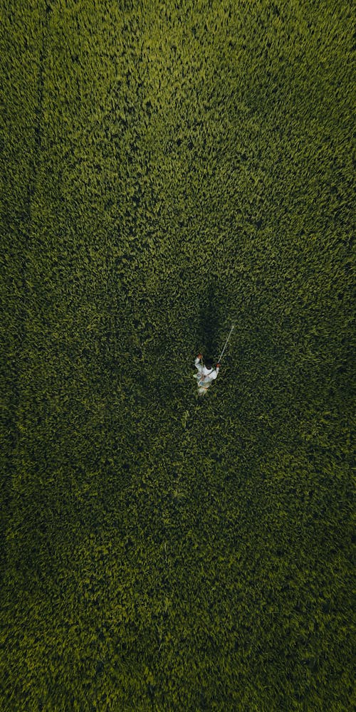 Foto profissional grátis de andando, área, chácara