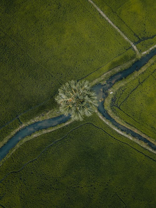 Foto d'estoc gratuïta de arbre, camps, foto des d'un dron