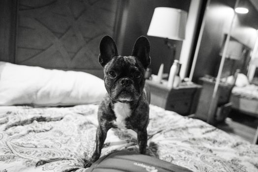 French bulldog in bed 