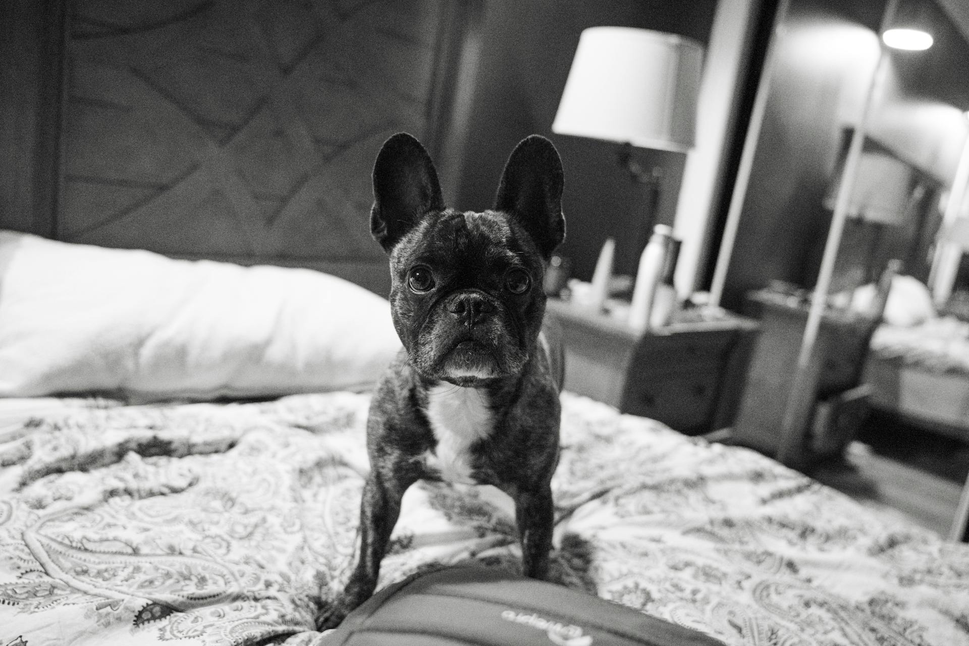 French bulldog in bed