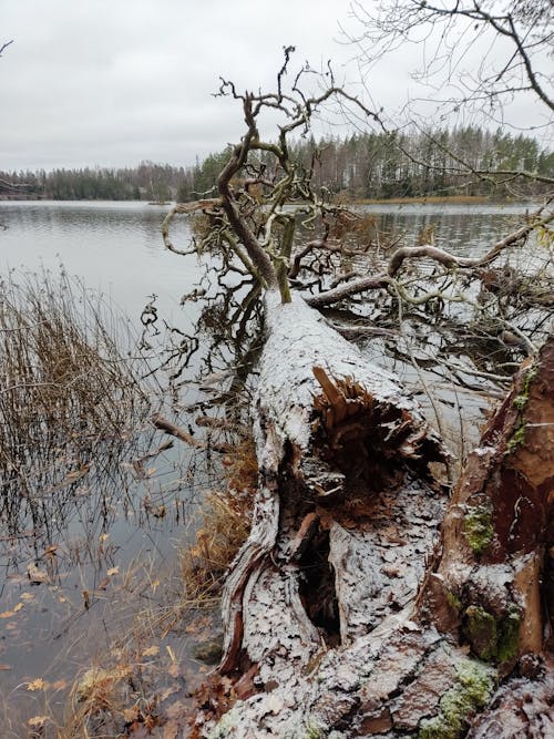 Träd och sjö, en frostig vintermorgon 