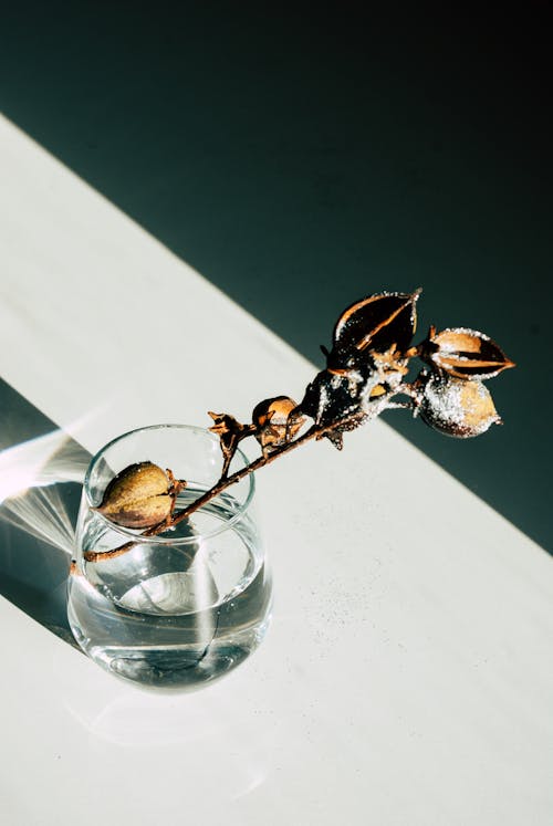 A Dry Branch with Flowers in a Glass with Water 