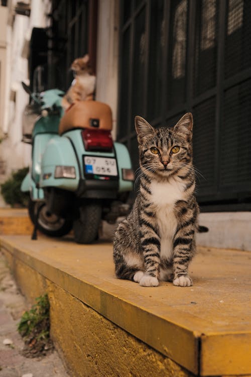 Fotobanka s bezplatnými fotkami na tému domáce zviera, mačka, mesta