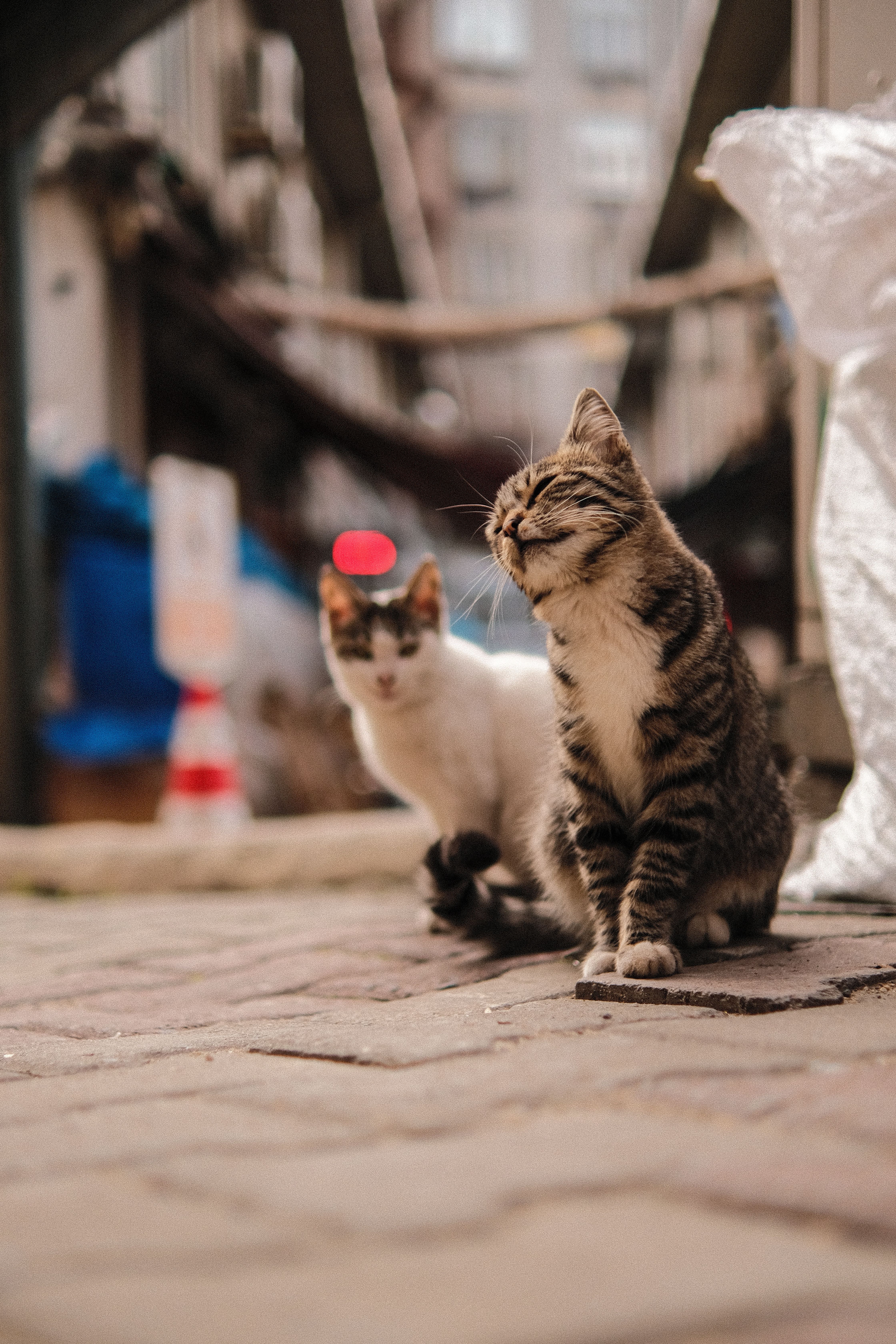 Two Cats Sitting on the Pavement · Free Stock Photo