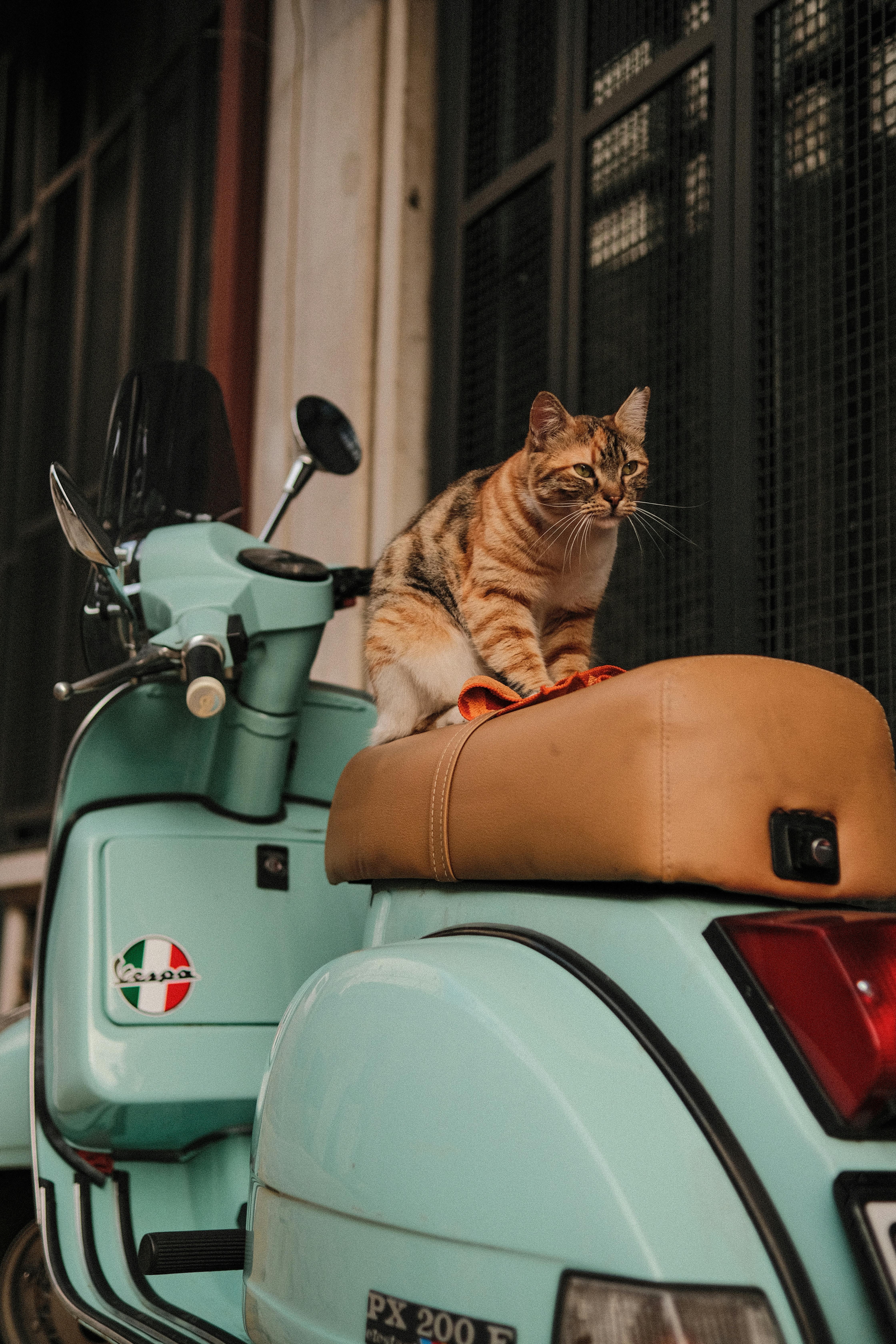 Power ⁤and Performance: A Deep ‌Dive into the 200⁢ Watt Motor