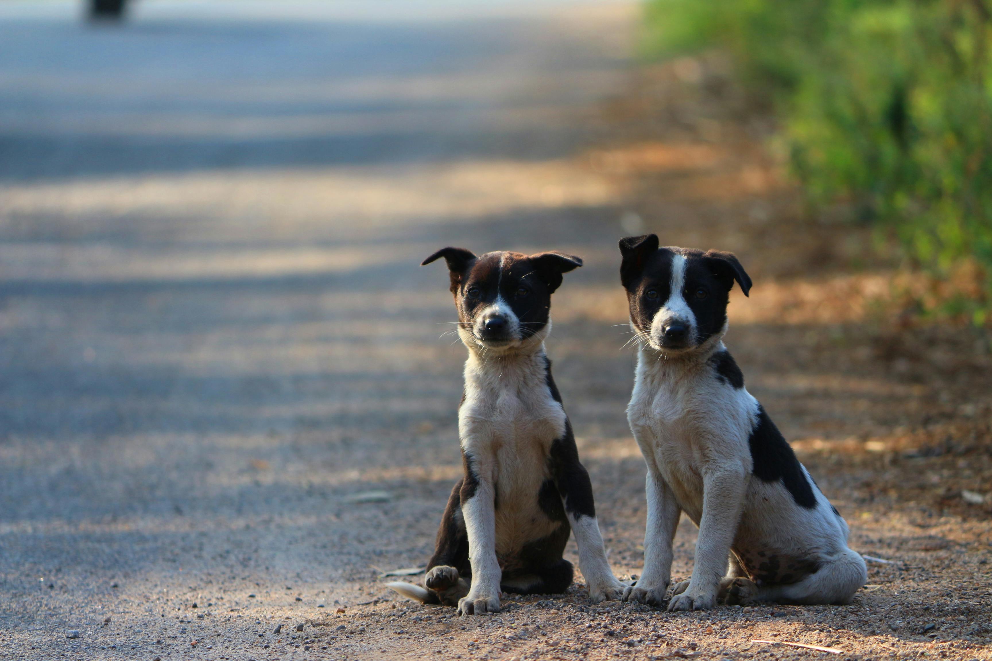 Free stock photo of animal, cute, dog
