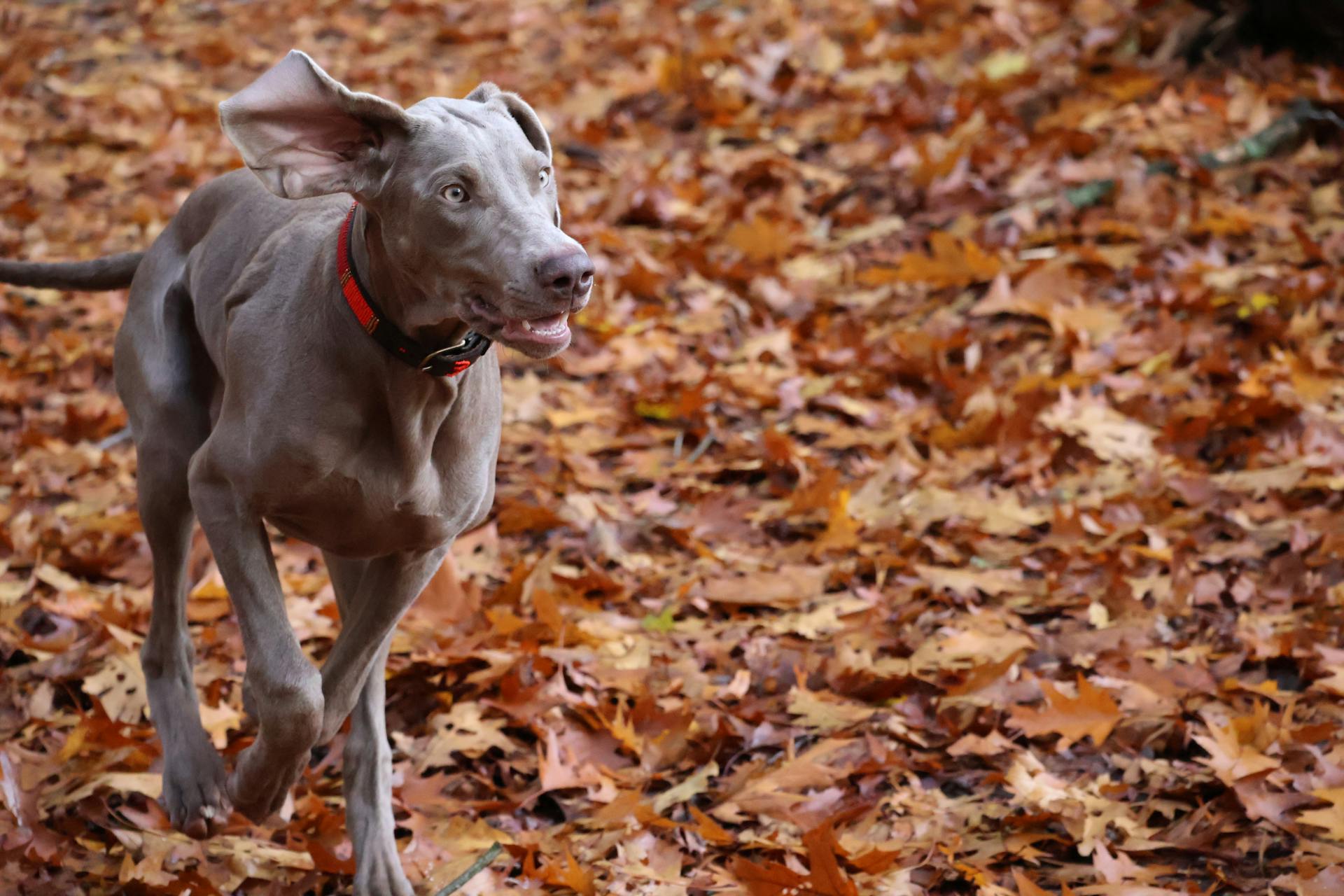 Dog Running on Autumn Leaves