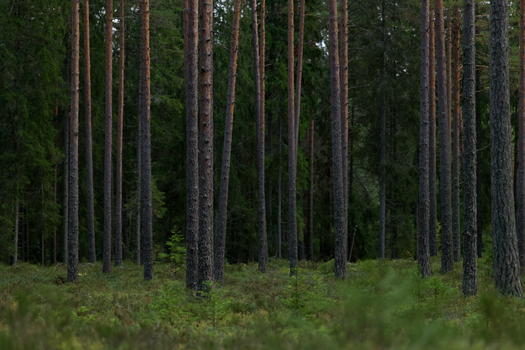 A tranquil view of a forest filled with tall pine trees during summer.