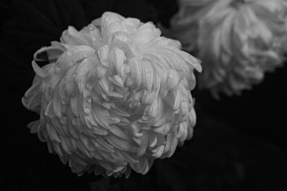 Close-up of a chrysanthemum flower with water droplets in grayscale.