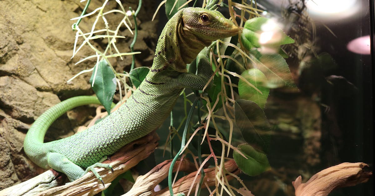 Free stock photo of lizard, Monitor Lizard