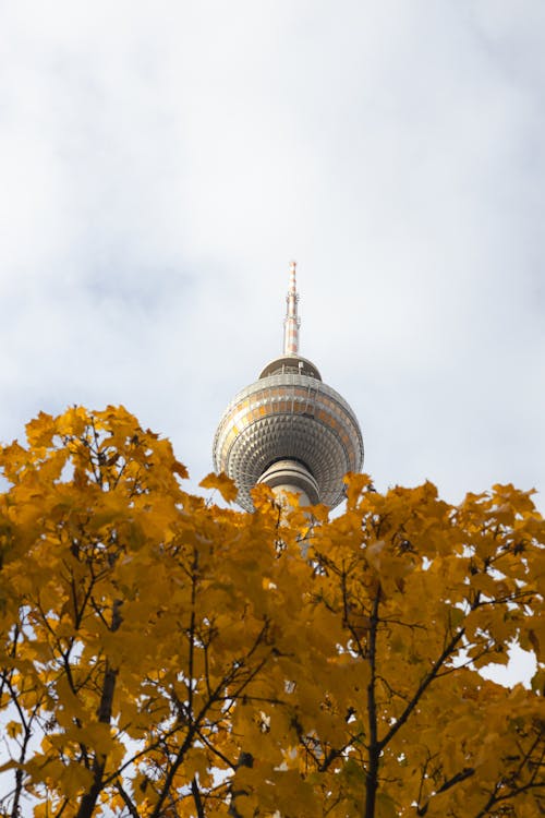 Kostenloses Stock Foto zu baum, berlin, berliner fernsehturm