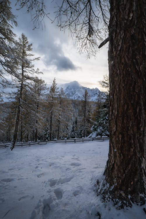 Immagine gratuita di alberi, cielo coperto, freddo