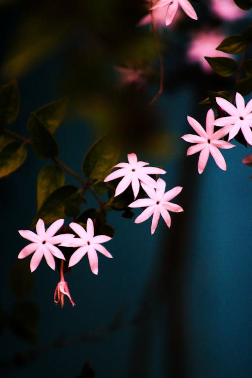 Pink Jasmine Flowers