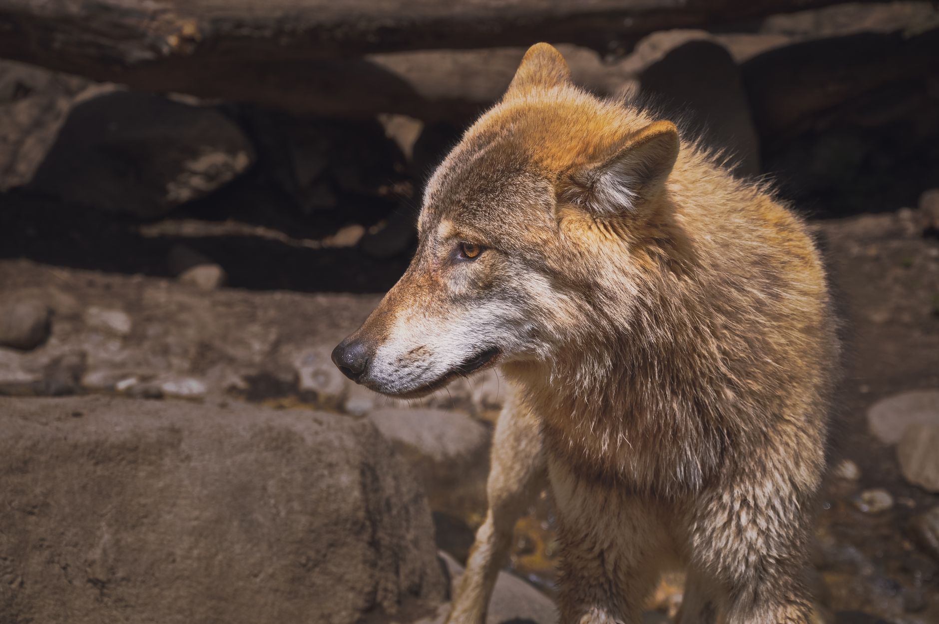 AI-Generated Deception: Wolf Sighting Case Exposes Dark Side