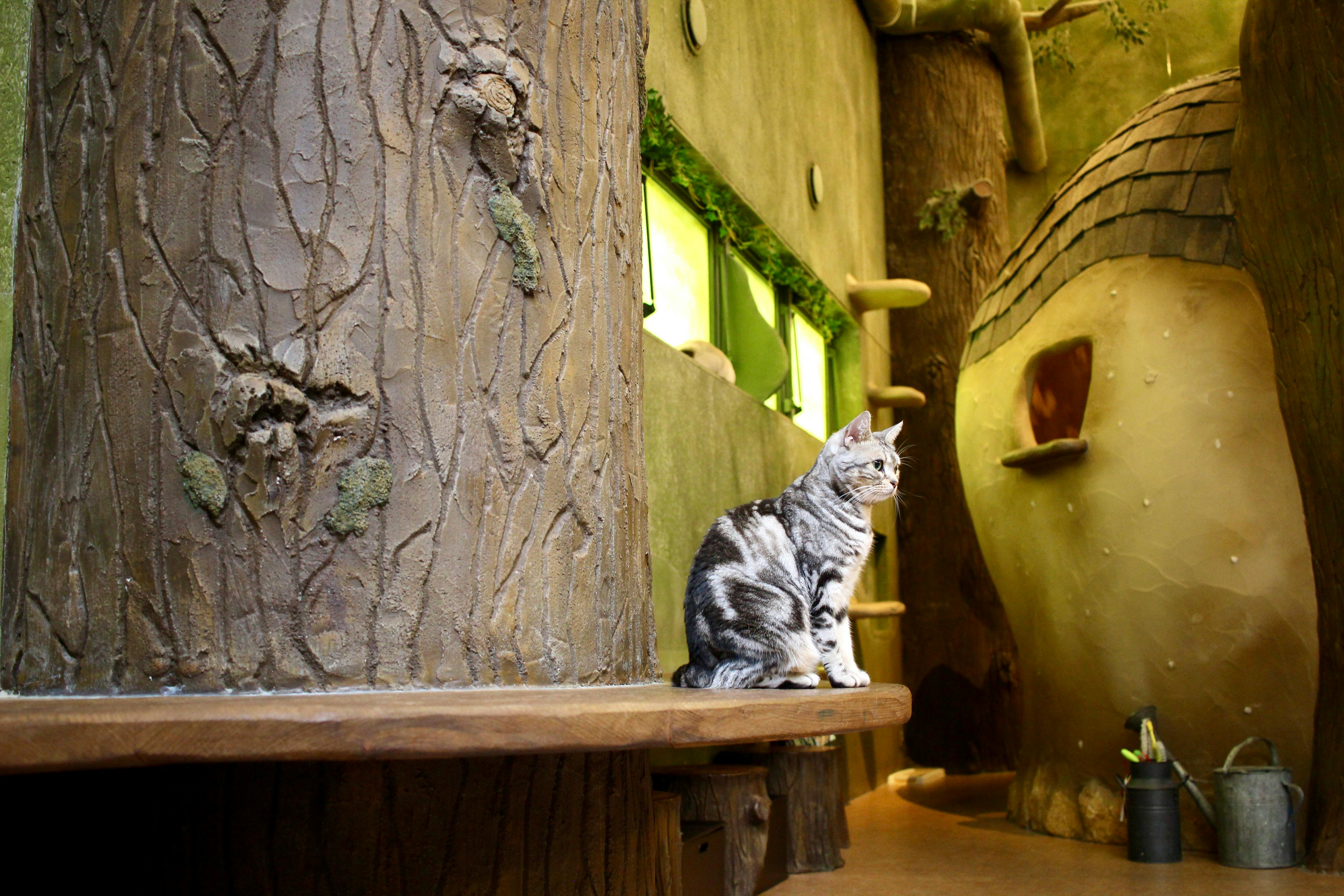 A cute cat sitting on a bench in a whimsical Tokyo cat cafe interior.