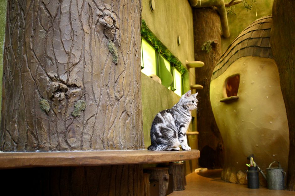 A cute cat sitting on a bench in a whimsical Tokyo cat cafe interior.