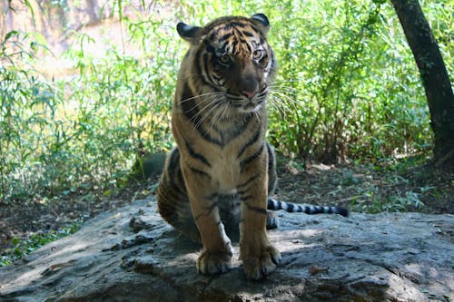 queeling, 動物, 動物園 的 免费素材图片