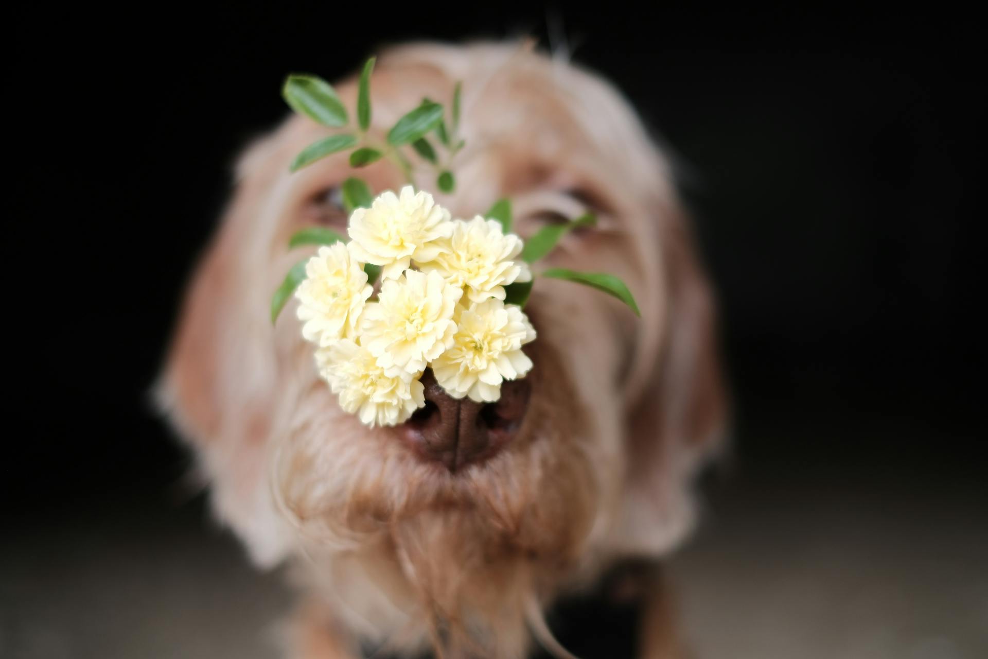 Lady Banks Roses on Dogs Nose