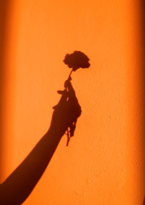 Darmowe zdjęcie z galerii z cień, kwiat, pionowy strzał