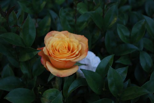 Free stock photo of garden rose