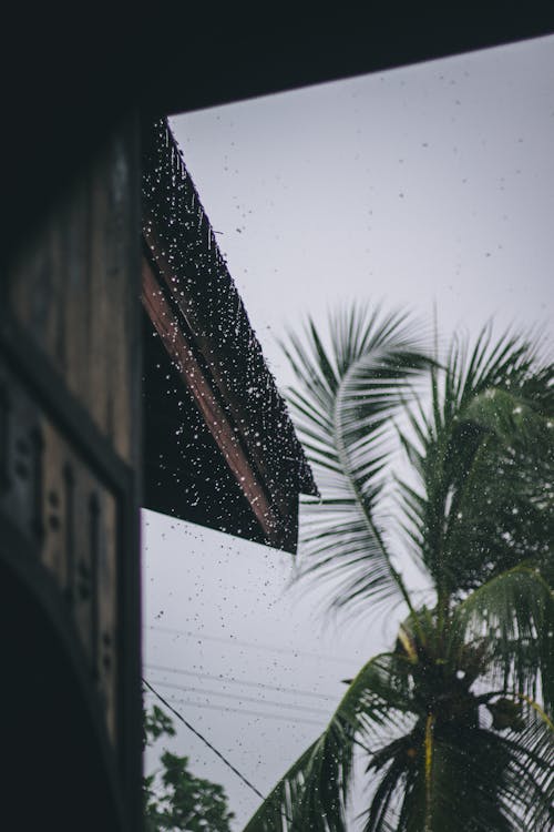 Gratis arkivbilde med kokosnøttre, regn, regn bakgrunn Arkivbilde