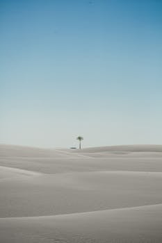 A lone palm tree stands amidst sweeping desert dunes under a clear blue sky.
