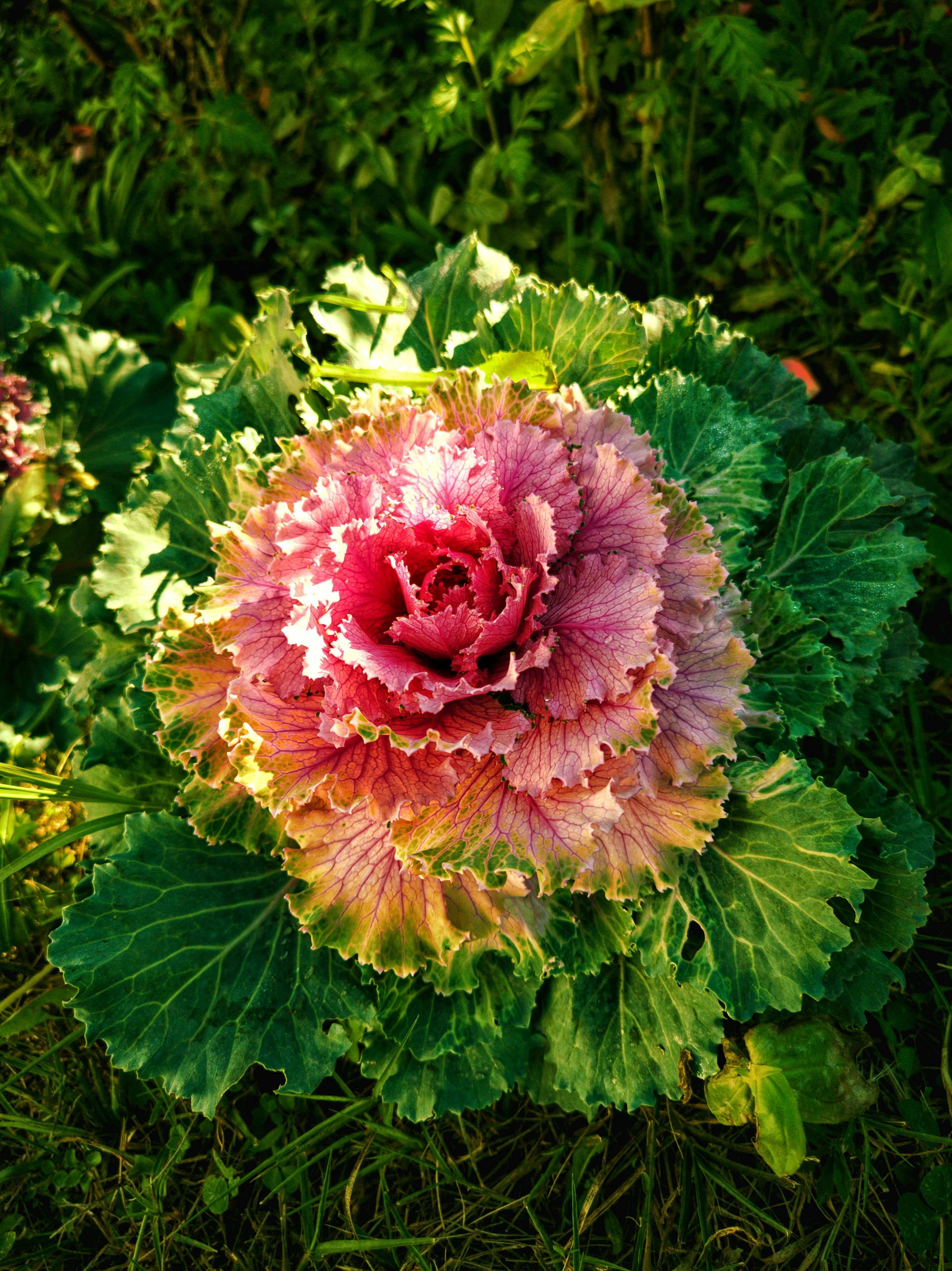 Kale Flower Photos, Download The BEST Free Kale Flower Stock Photos