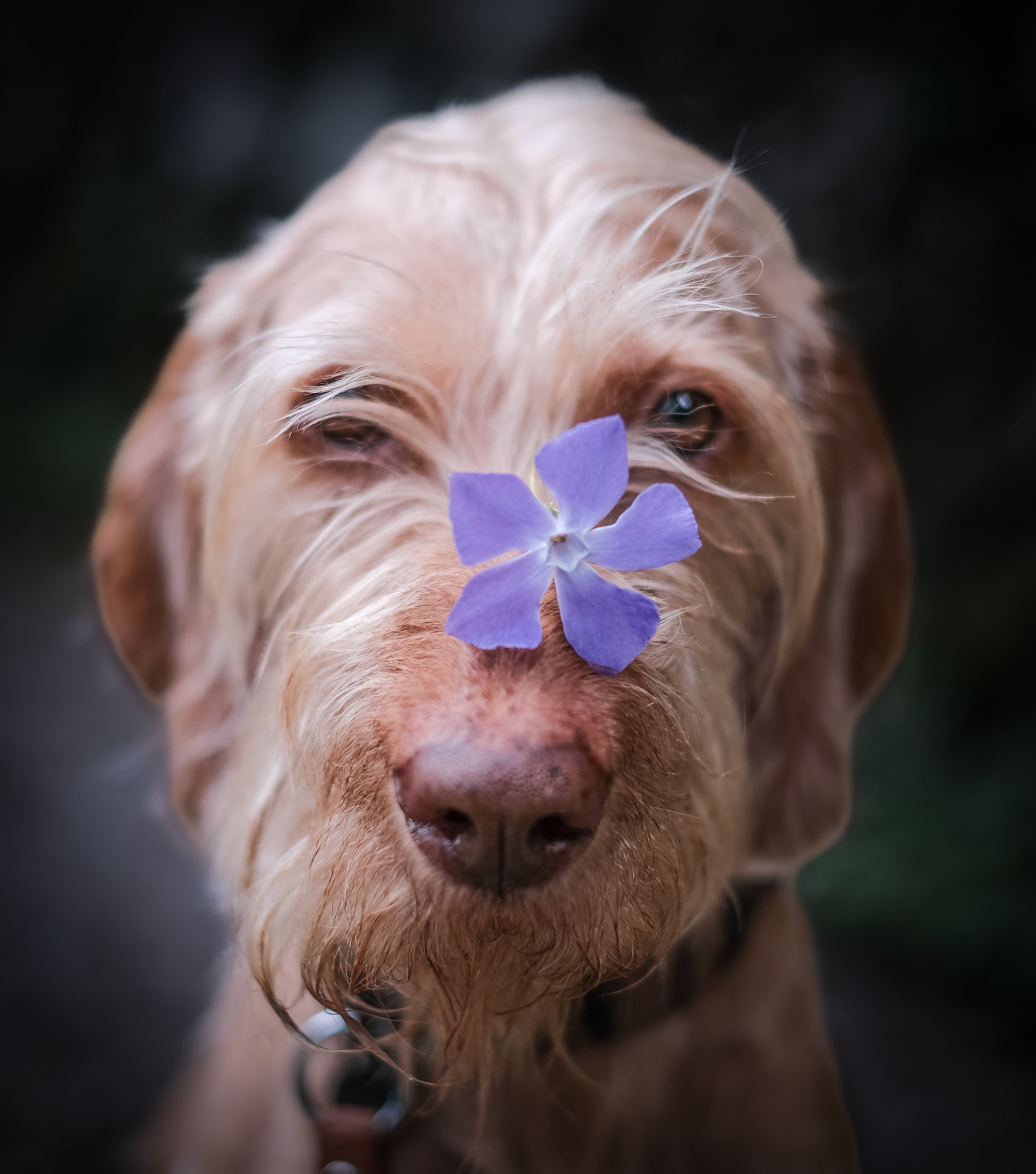 Dog eaction photos download the best free dog eaction stock photos