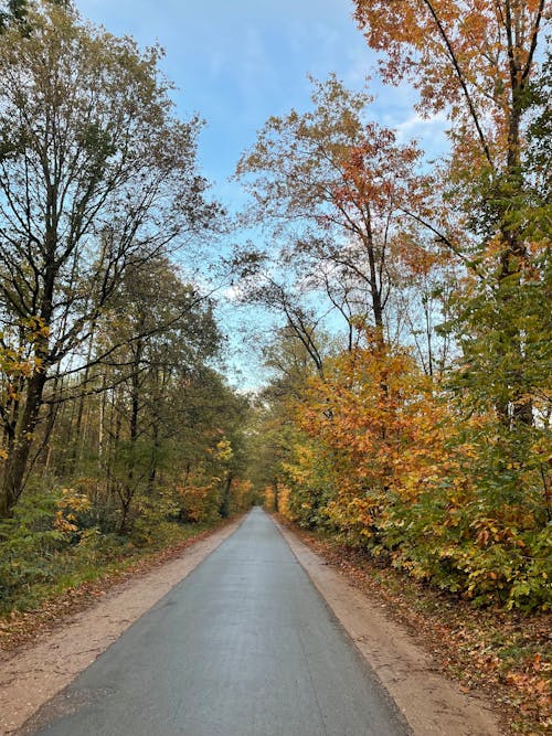 Empty Road in Forest in Autumn