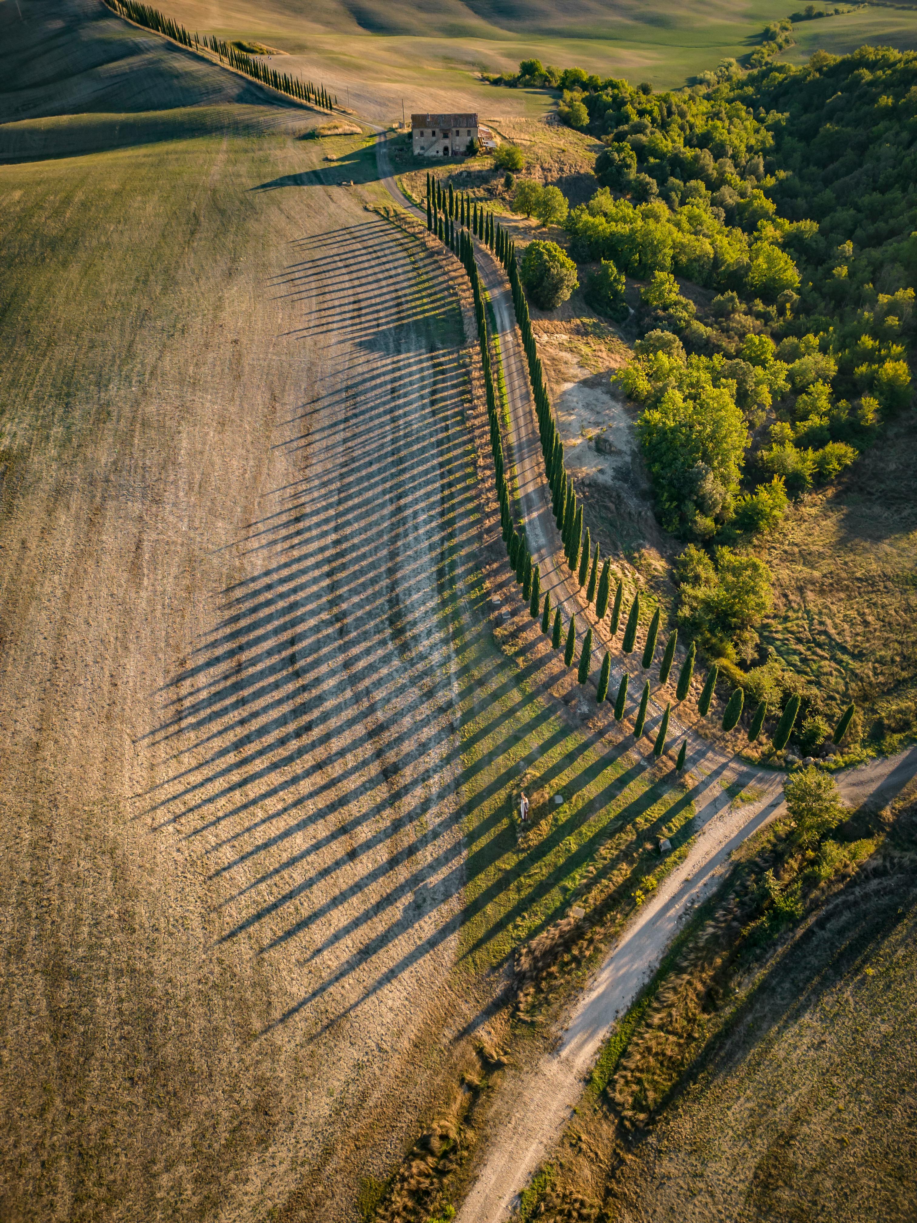A stunning aerial view of Tuscany's iconic cypress trees casting long shadows at sunset.