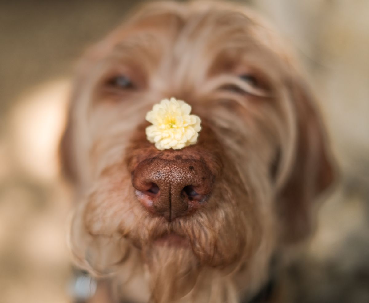 Senior dog playing a slow gentle game with owner