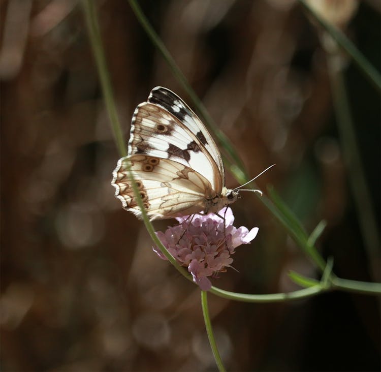 Close-up Of An Iberian Marbled White Butterfly Sitting On A Flower