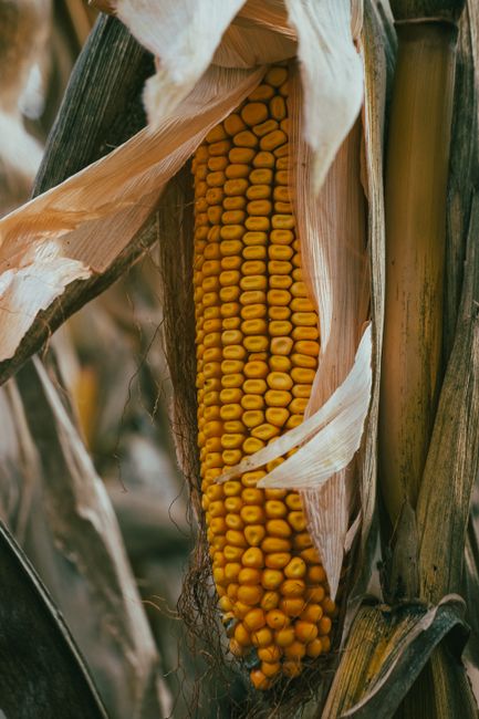 Vertical close-up shot of ripe corn cob still on the plant, in a natural setting.