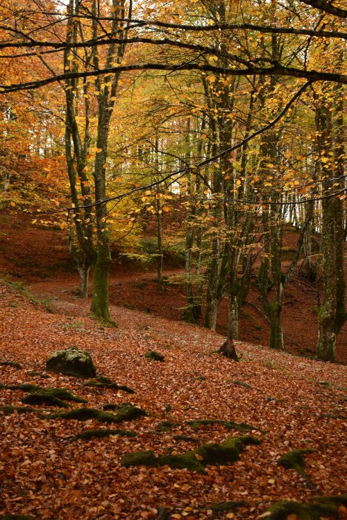 Free A tranquil forest scene with fall foliage and a carpet of leaves covering the forest floor. Stock Photo