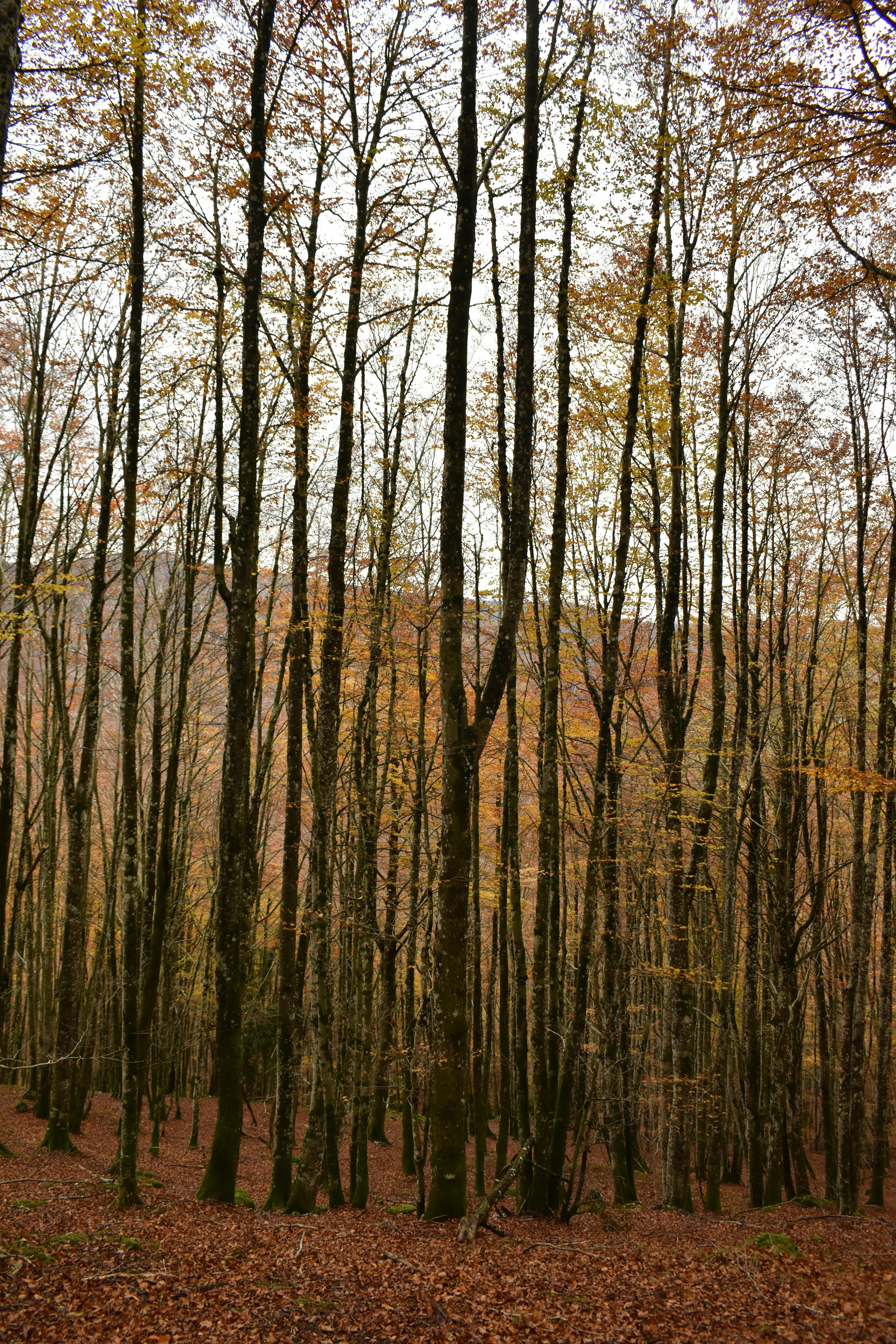 Serene autumn forest scene with tall trees and a blanket of fallen leaves.