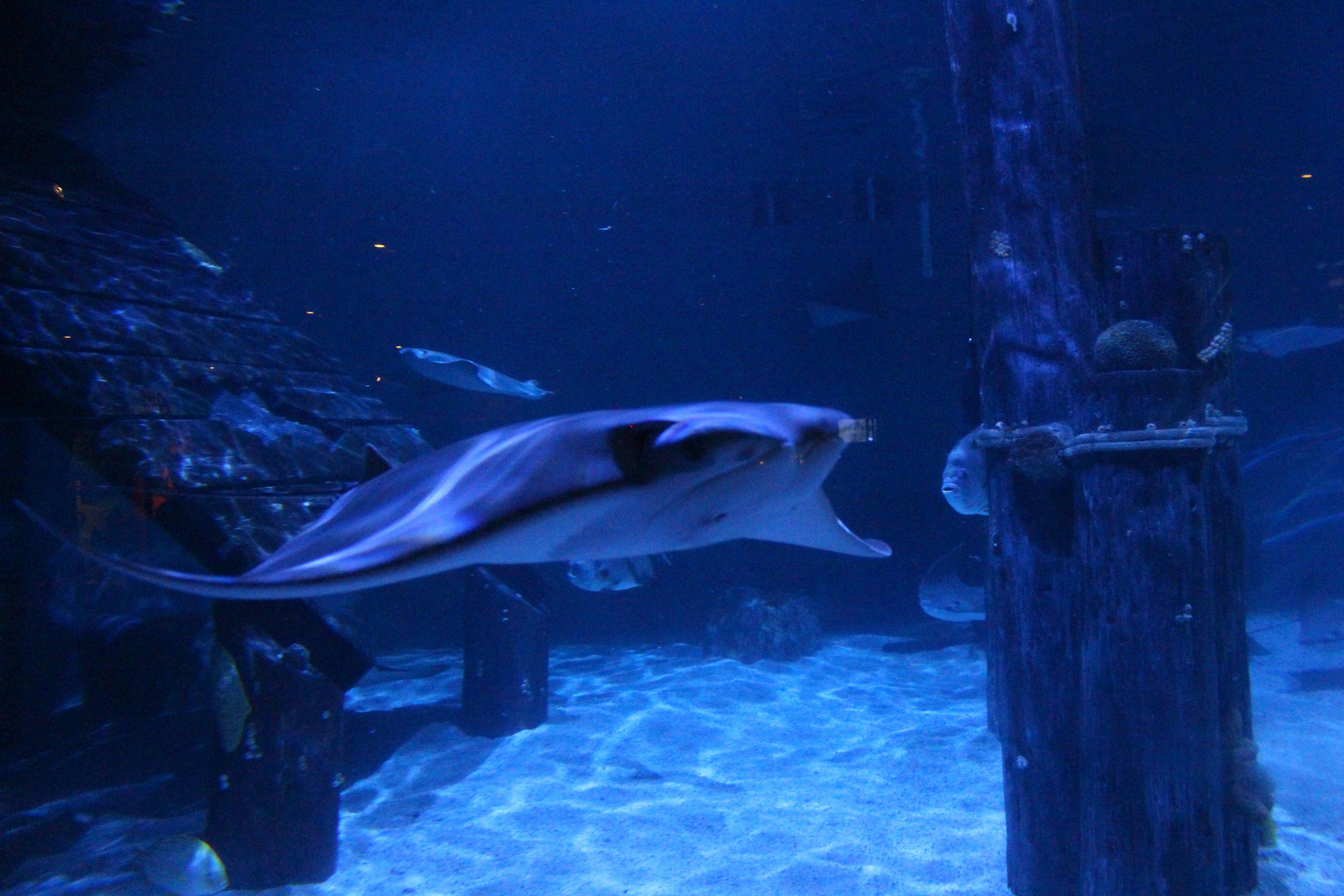 アカエイ カラフル サメの無料の写真素材