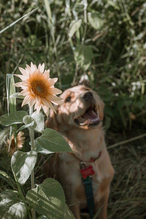 Ingyenes stockfotó golden retriever, kutya, napraforgó témában
