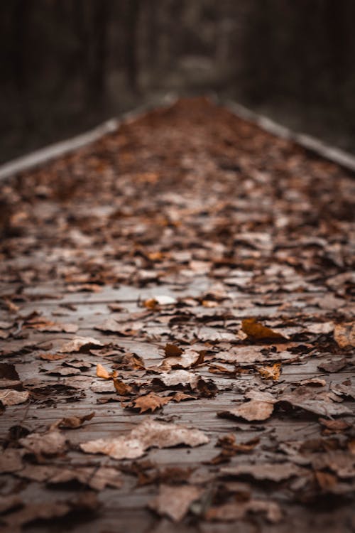Darmowe zdjęcie z galerii z brązowy, jesień, liście